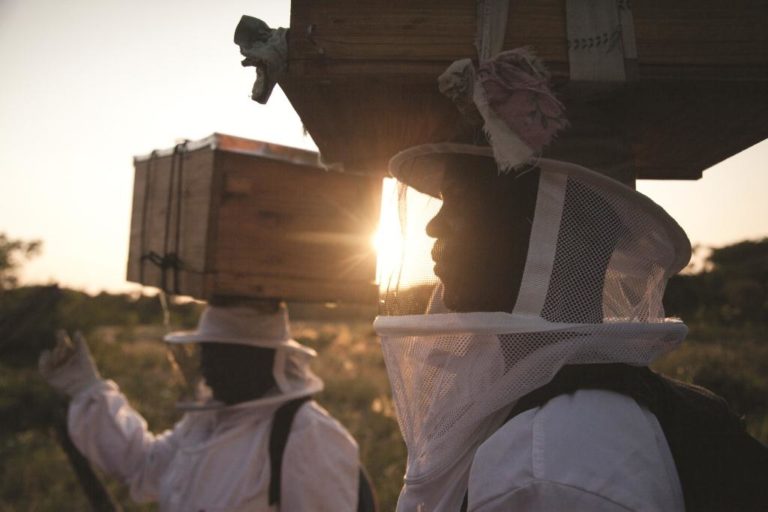 The Stings That Make Elephants Fly Forbes Africa