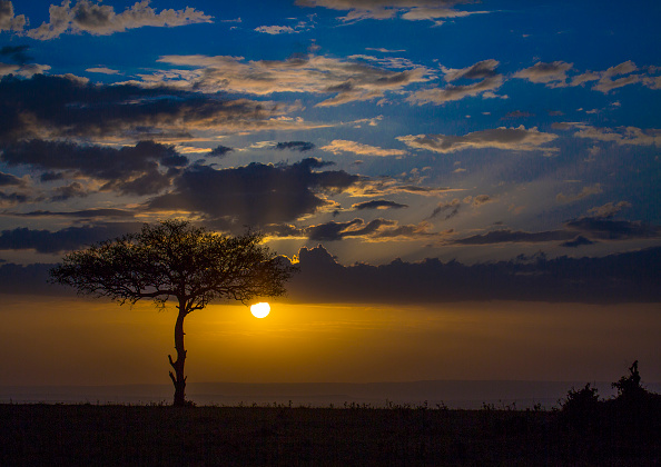 Kenya, Rift Valley Province, Maasai Mara, umbrella thorn acacia at sunset