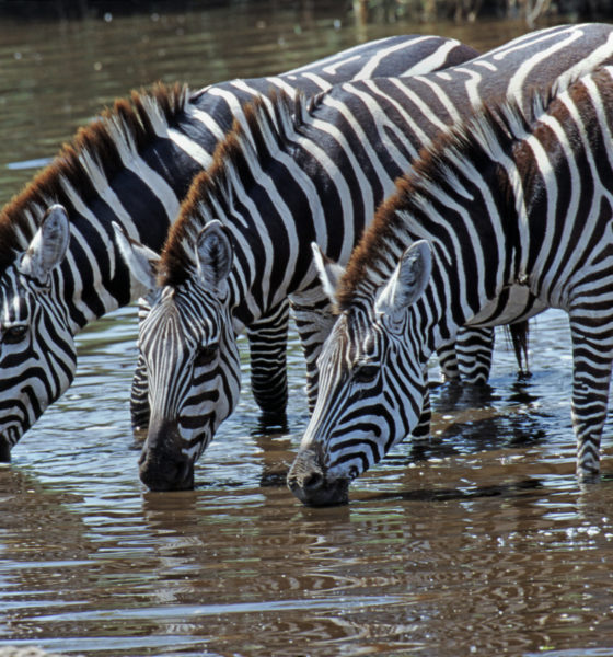 Why Do Zebras Have Stripes? They Make Bad Landing Strips For Flies ...