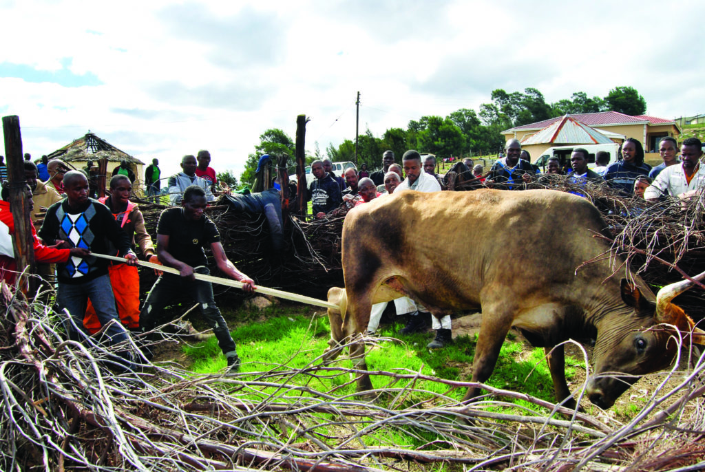 Gathering Around The Kraal Forbes Africa