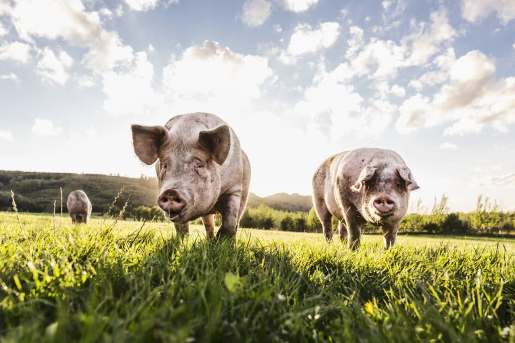 Antibiotics Use In Farm Animals Is Growing—Here’s Why It Could Pose A