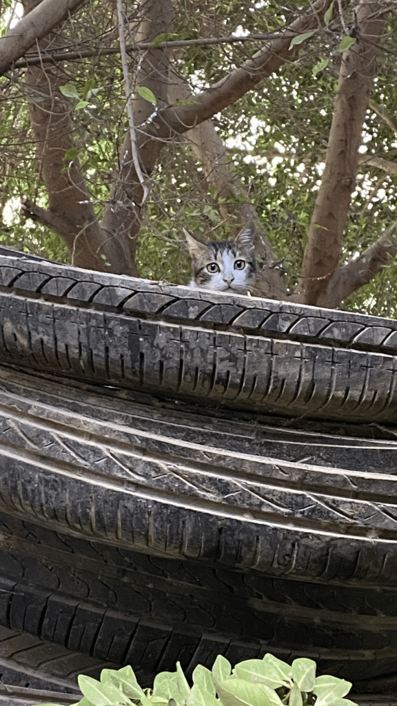 Feral cat shelter made from cheap tires