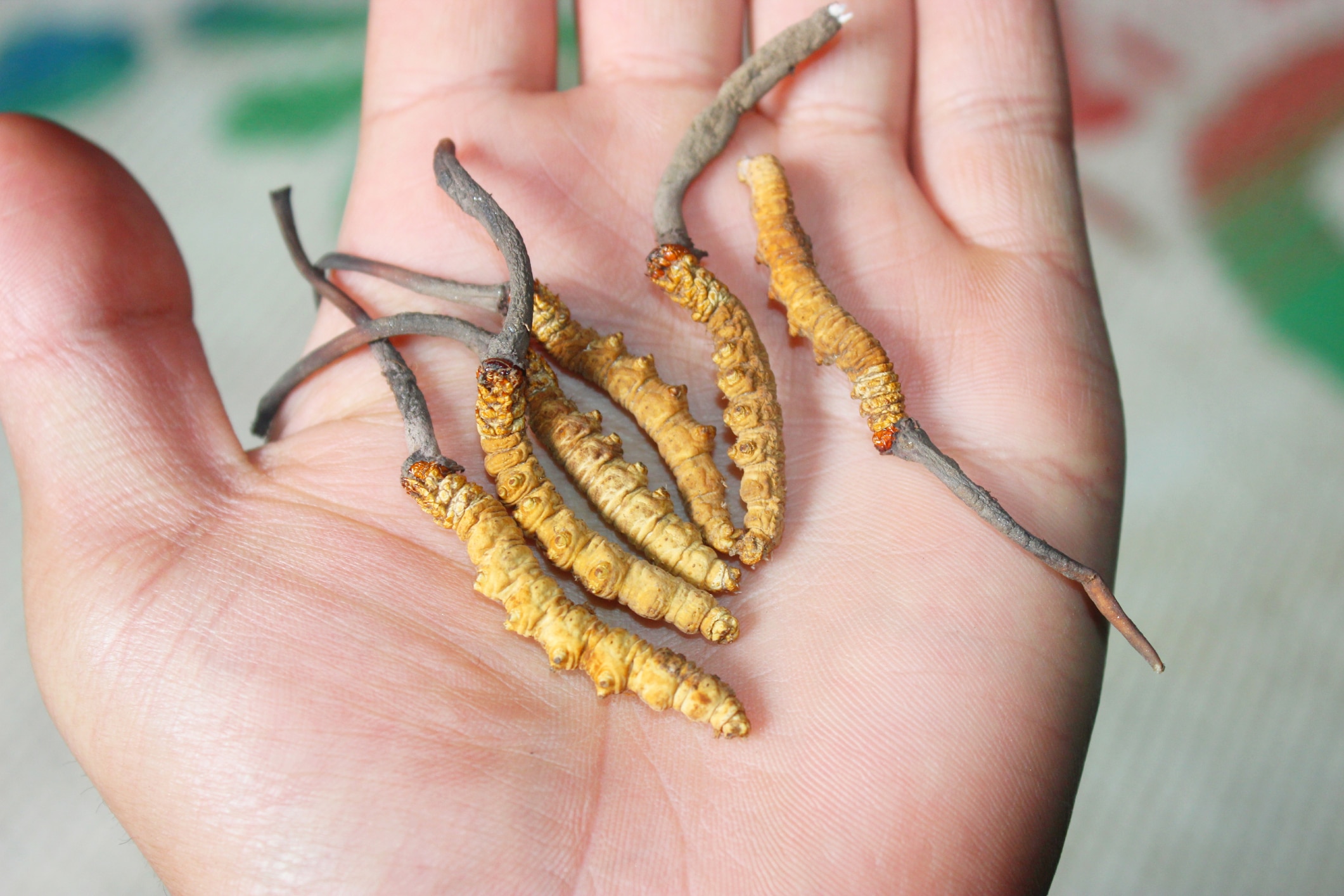 Closeup of Ophiocordyceps sinensis, Yarsagumba/Keeda jadi in hand, This is a high value Traditional herb found in higher altitudes of himalaya regions in nepal, china and india.