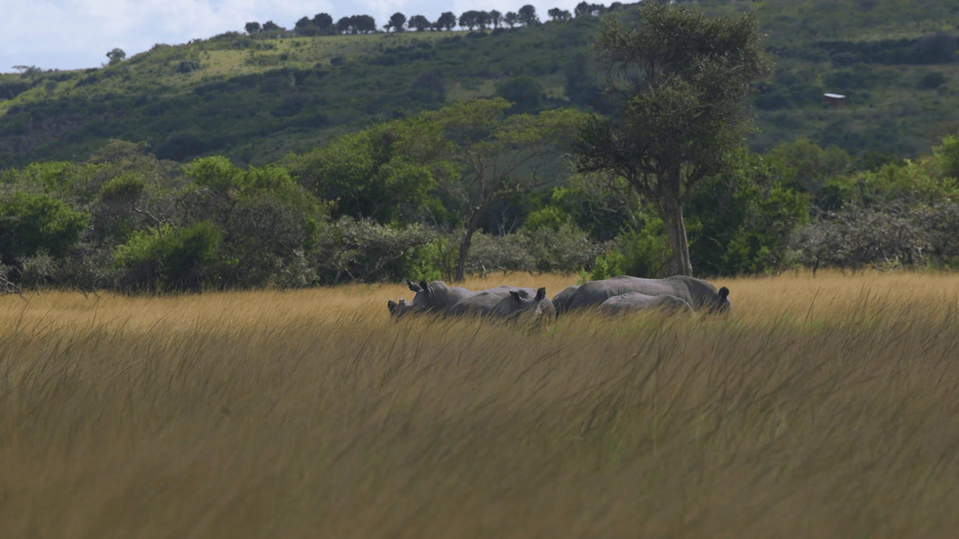 White rhinos at Akagera National Park in Rwanda; image by Yves Irankunda