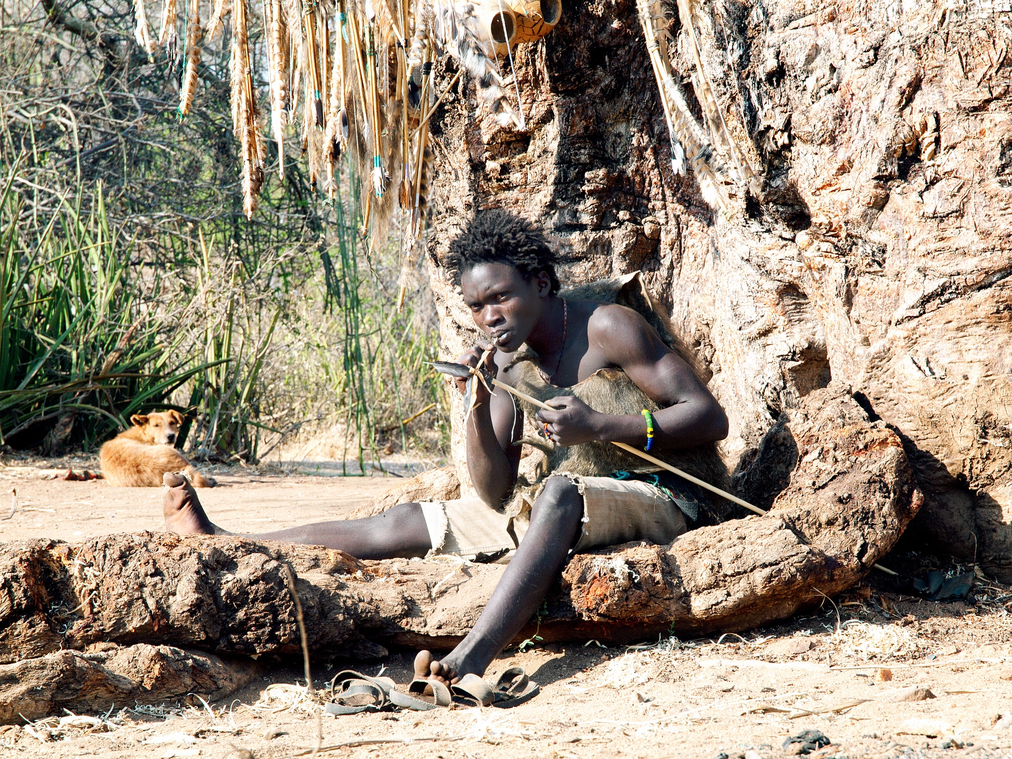 Hadzabe  young bushman making the arrow for a hunting bow