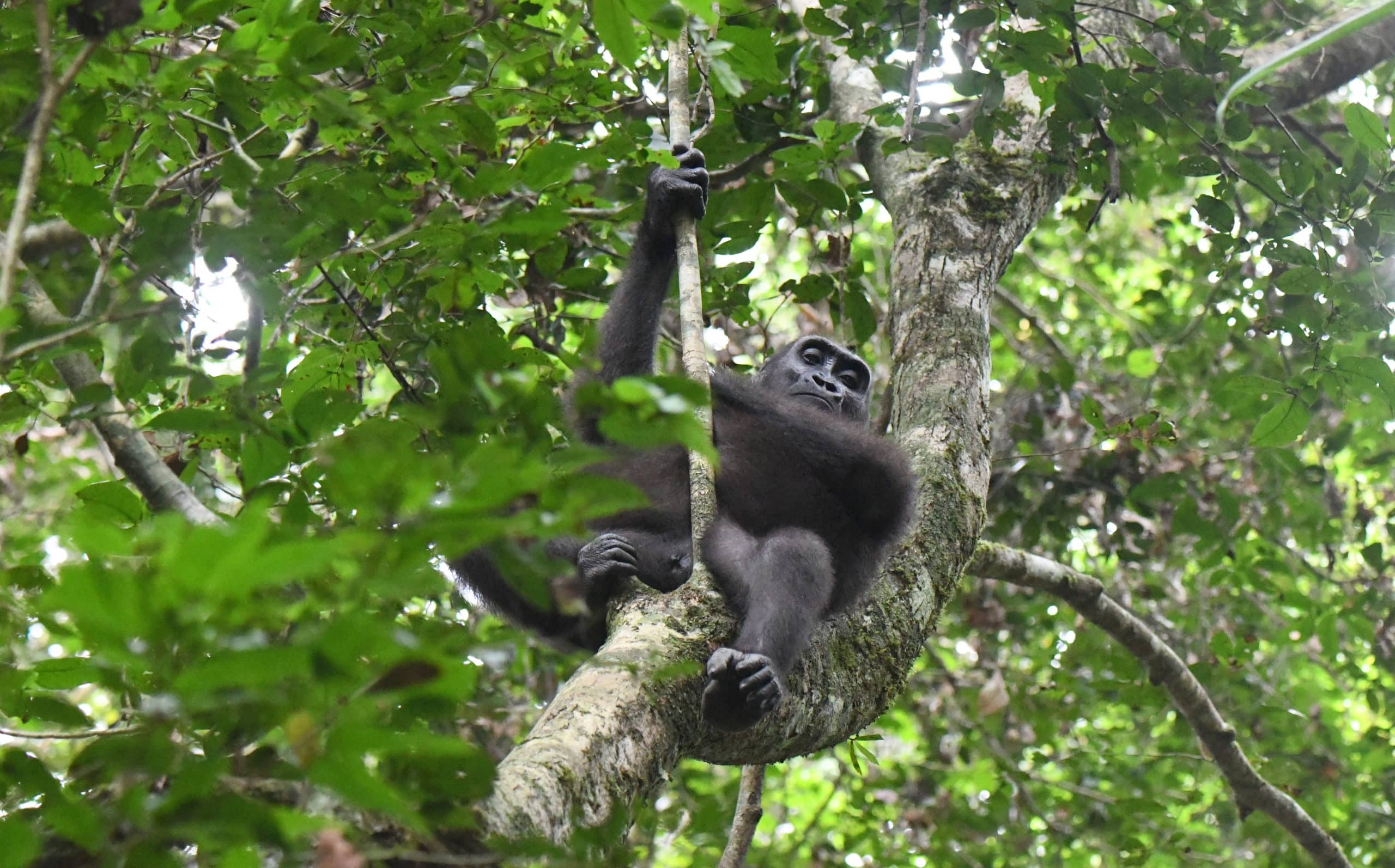 Gorilla conservation in Gabon; photo by Ramdas Iyer
