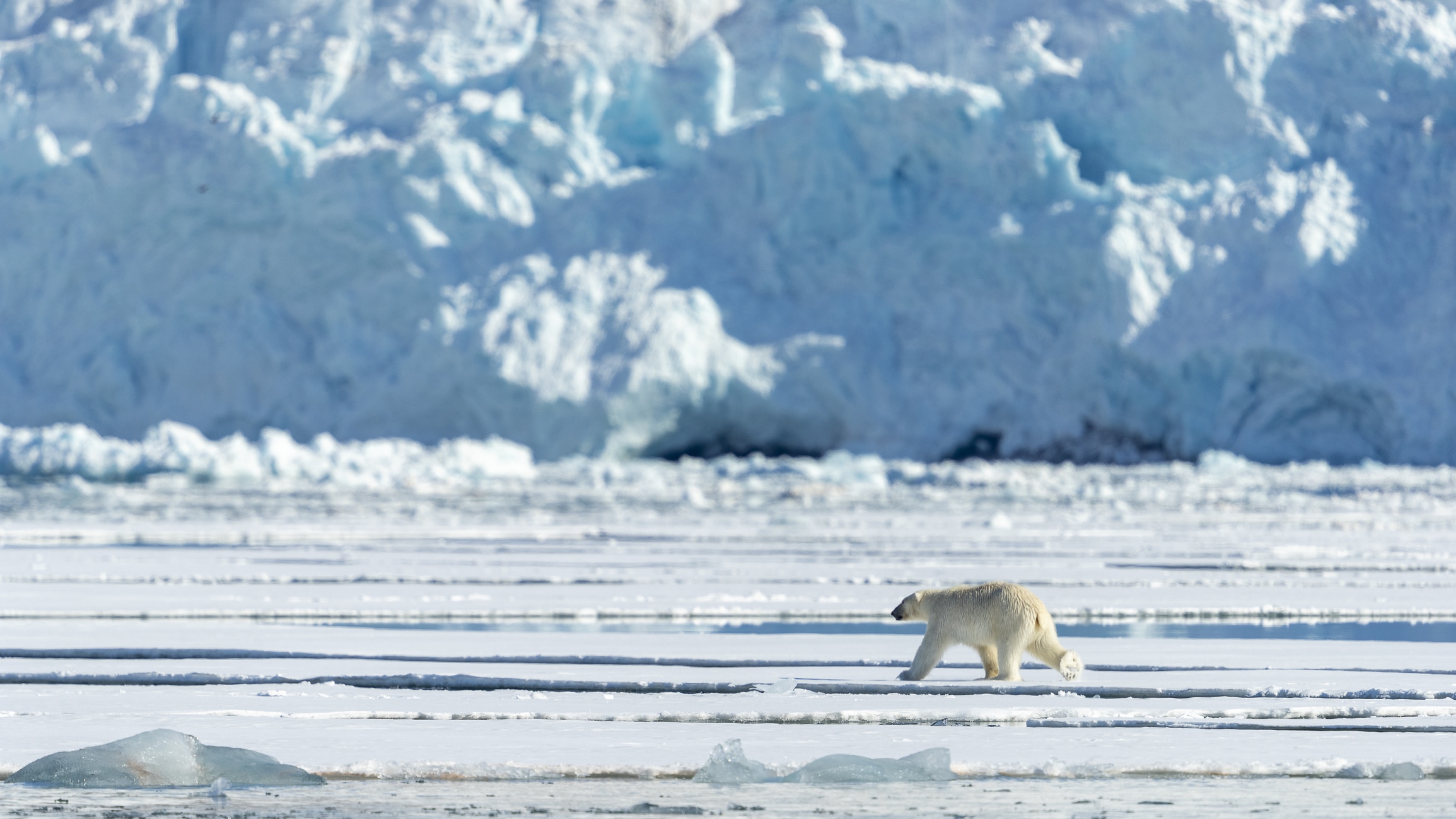 A polar bear walks on the ice floe, a glacier in the background