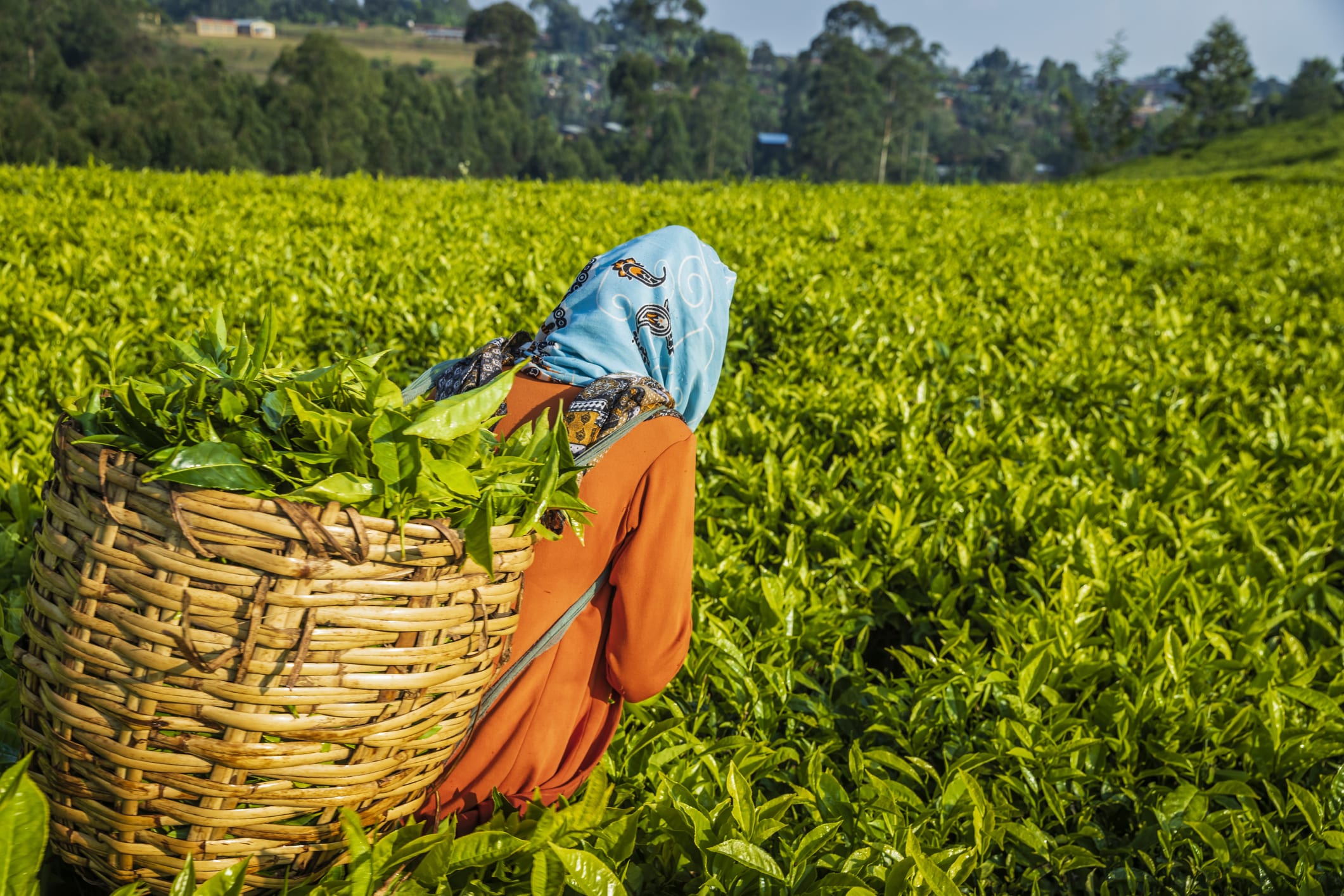 African woman plucking tea leaves on plantation, East Africa