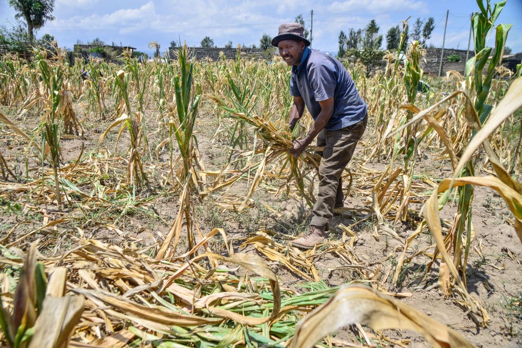 Paul Manga, a subsistence farmer, gathers his withered maize
