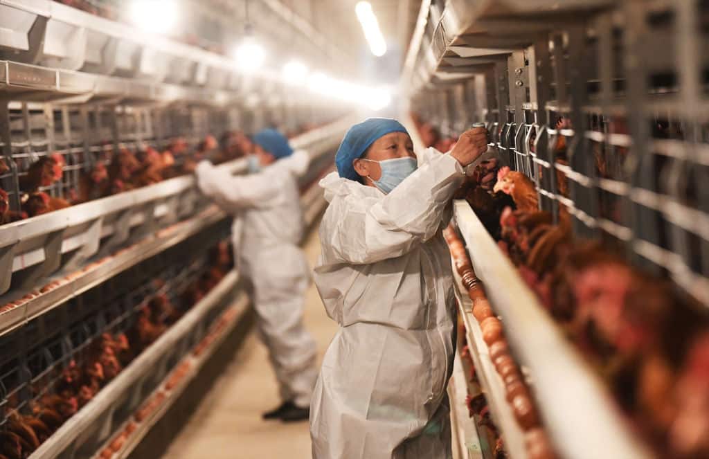 A Livestock Company in Zhangjiakou