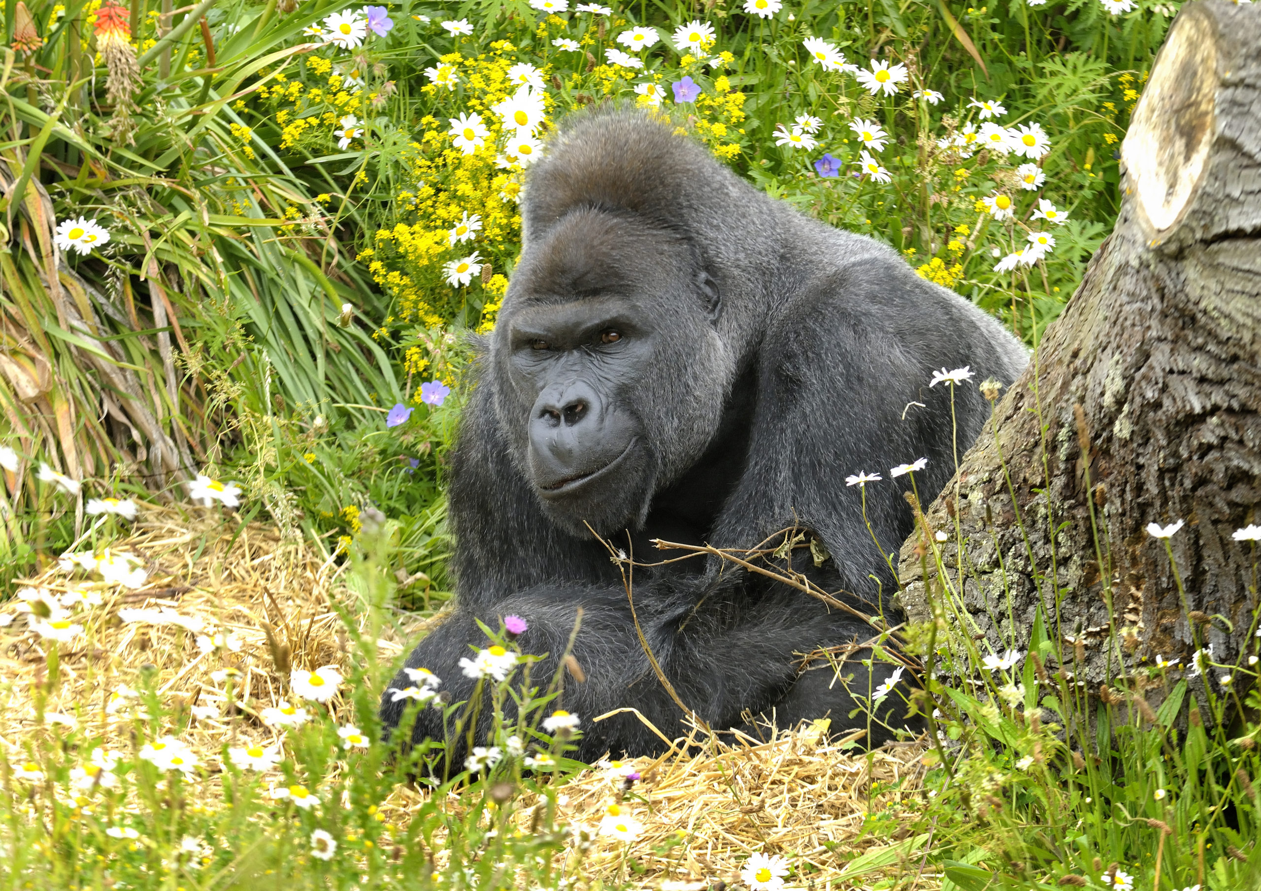 Jock the silverback gorilla at the former Bristol Zoo Gardens © Bristol Zoological Society