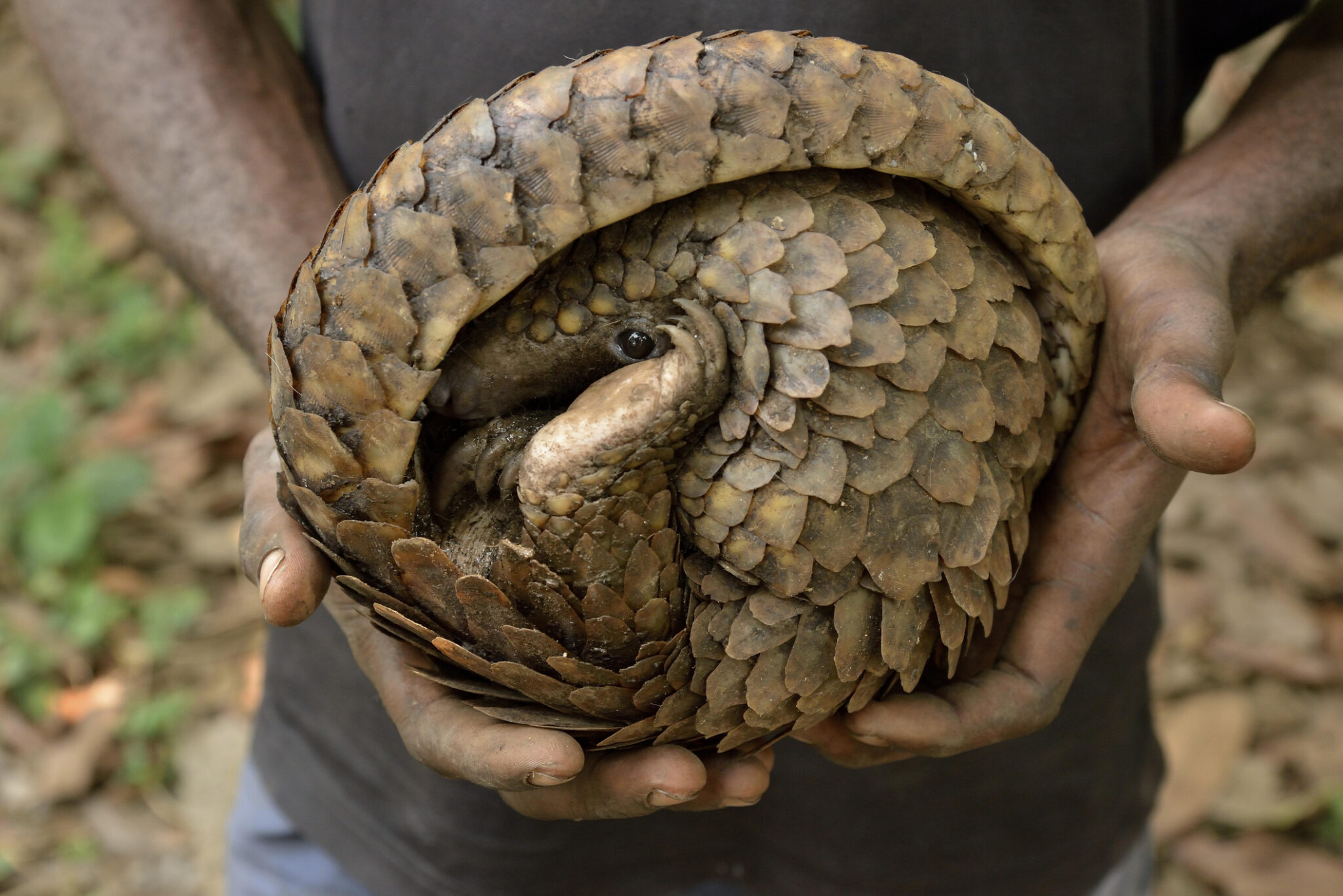 Nigeria's Race To Save The Guardians Of The Forest - Forbes Africa