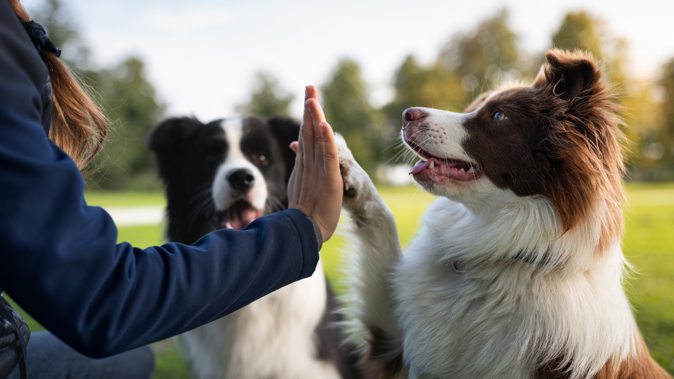 Longer Leash On Life: Inside The Dog Longevity Startup