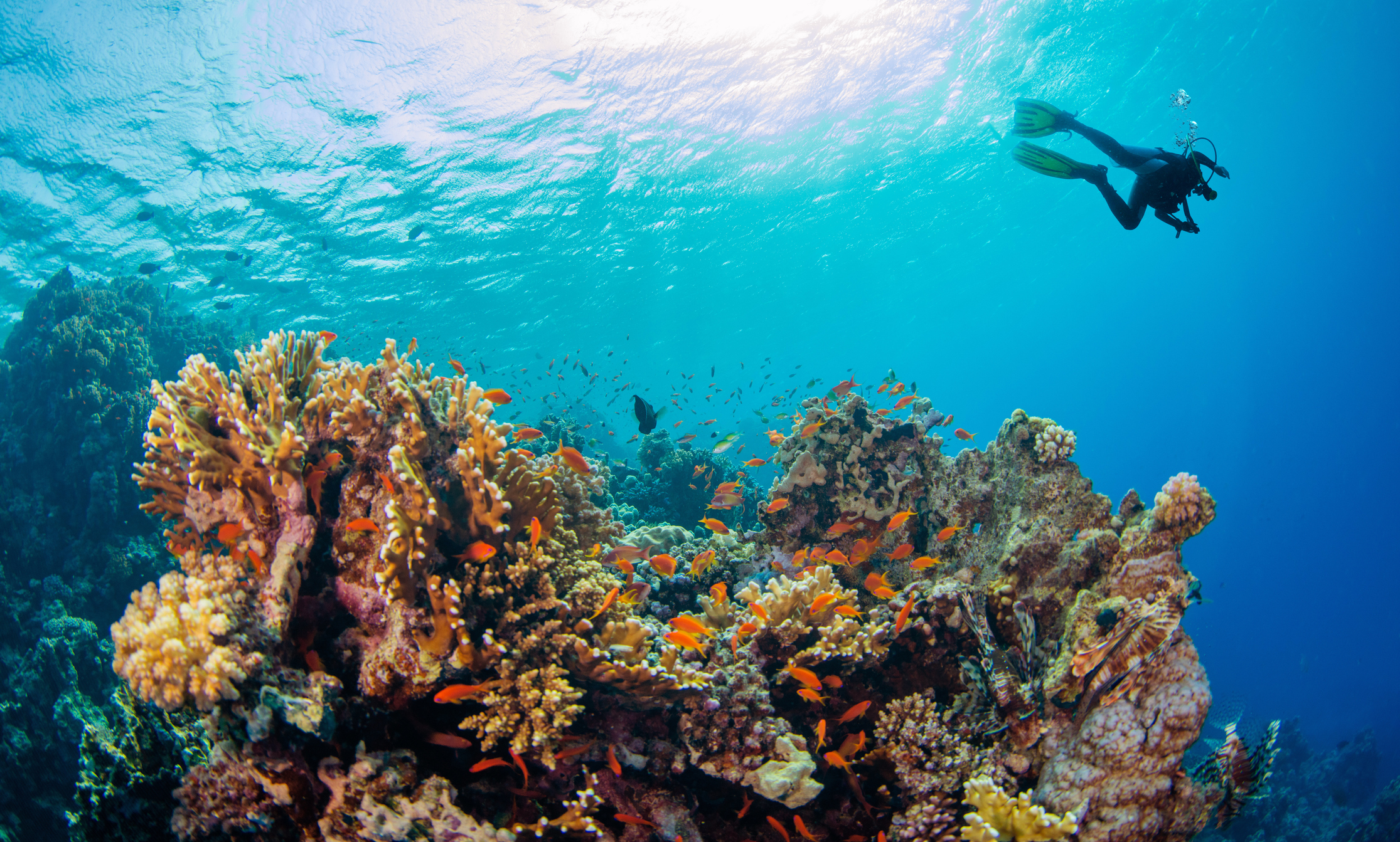 ‘A Quantum Leap In Coral Reef Restoration’: Harnessing Science To Protect Seychelles’ Marine Wealth