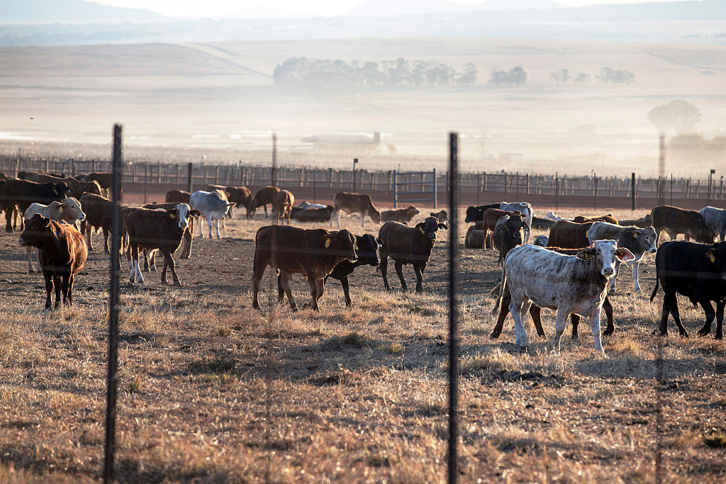 South Africa’s Vaccination Rollout To Control Most Devastating ...