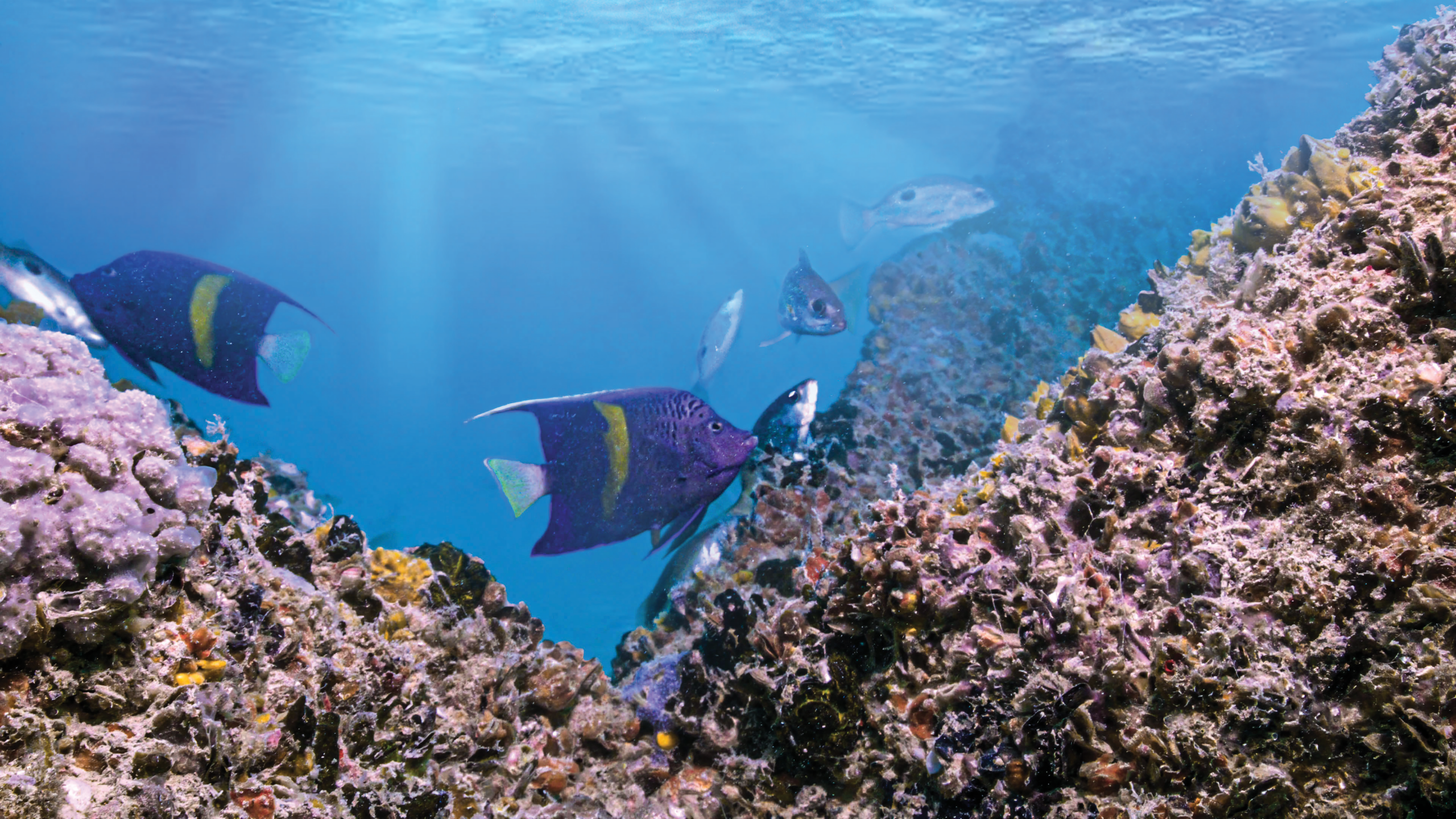 Reefs On The Rise: Africa’s New Underwater Economy